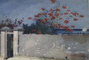 Winslow Homer A Wall,Nassau (mk44) oil painting on canvas